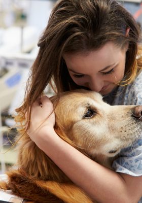 How to Train a Therapy Dog: Training & Certification