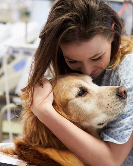 How to Train a Therapy Dog: Training & Certification