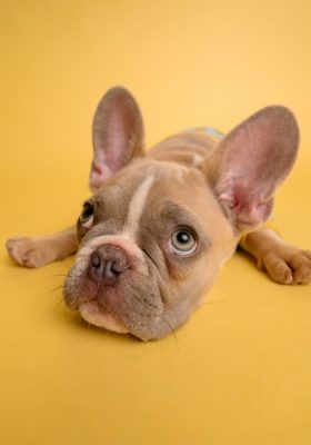 How to Treat Dog Ear Infection Without a Vet