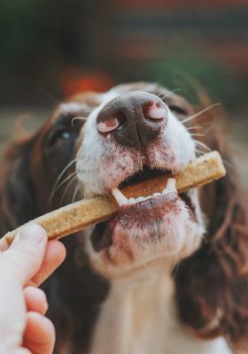 Natural Products Designed to Help Manage Your Dog’s Pain