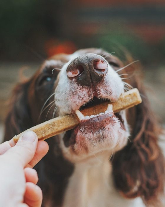 Natural Products Designed to Help Manage Your Dog’s Pain