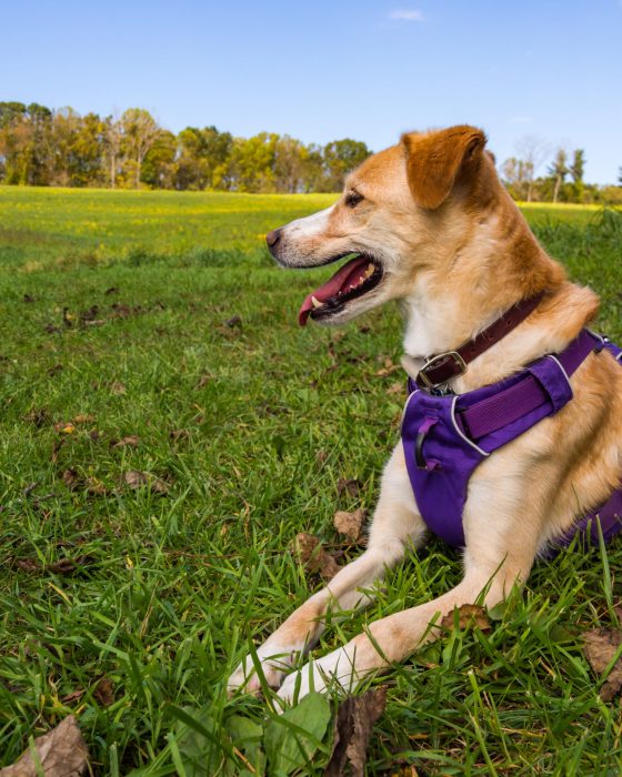 Picking the Best Easy Walk Dog Harnesses for Your Dog