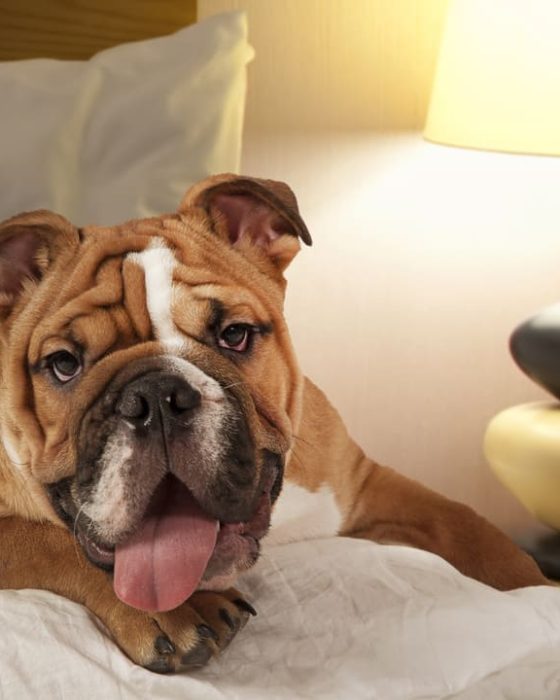 Plant-Based Supplements for Bulldogs