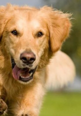 Plant-based Supplements for Golden Retrievers