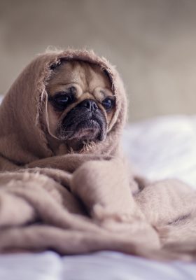 Reasons Why Your Dog Is Feeling Sad