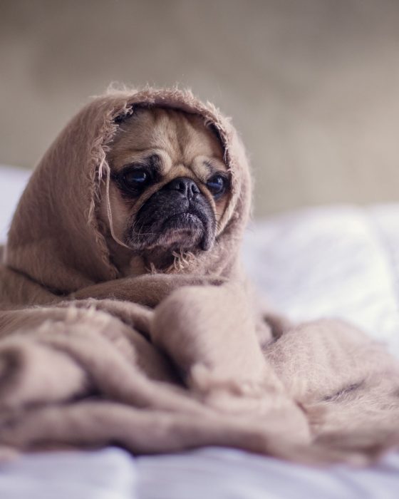 Reasons Why Your Dog Is Feeling Sad