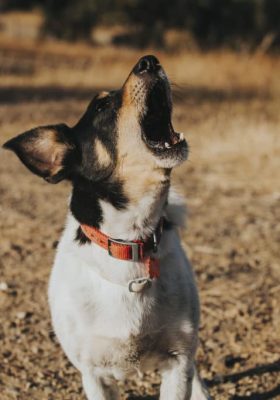 Reasons Why Your Dog May Be Howling