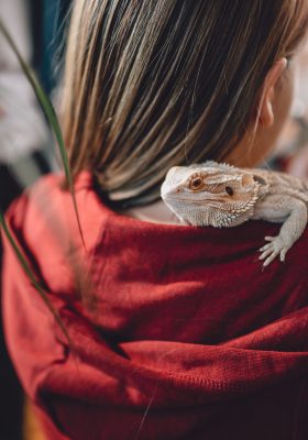 Taking a Look at the Best Lizard Pets