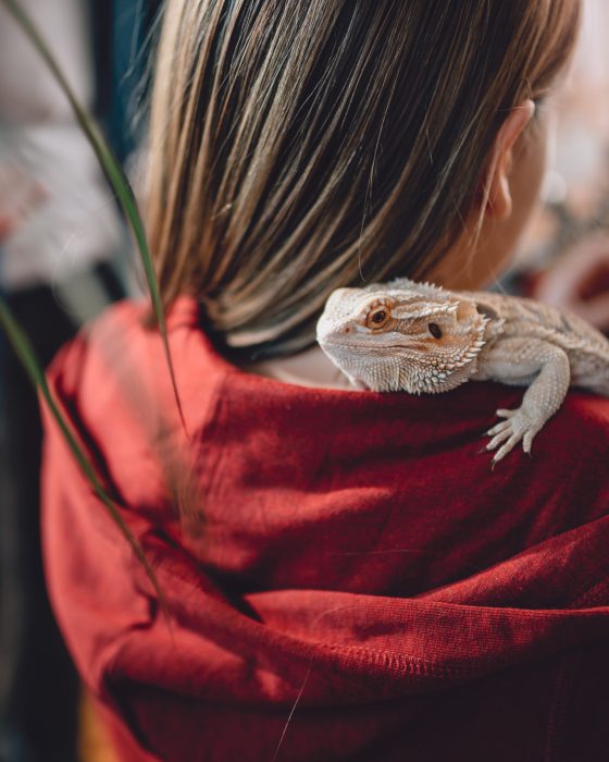 Taking a Look at the Best Lizard Pets