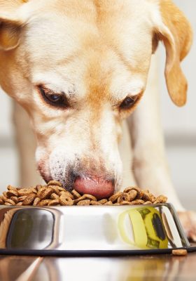 The Best Dog Food Brands for Every Need