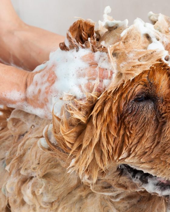 The Best Dog Shampoos
