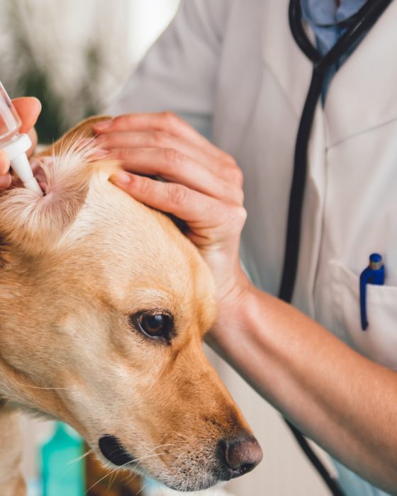 The Best Home Remedies for Ear Infections in Dogs