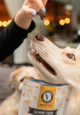 The Best Natural Pet Products in 2020