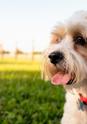 The Purest Plant-based Supplement for Pet Wellness
