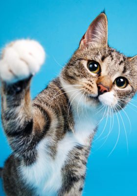 The Ultimate Guide for the Cutest Cat Breeds