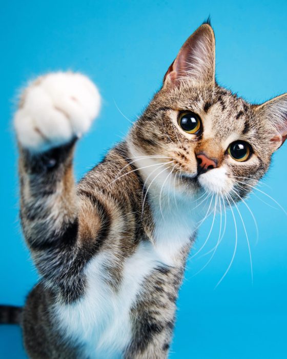 The Ultimate Guide for the Cutest Cat Breeds