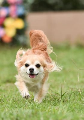 Things You Need To Know About Your Chihuahuas