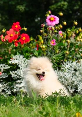 Things You Need to Know About Your Pomeranian