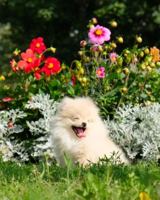 Things You Need to Know About Your Pomeranian