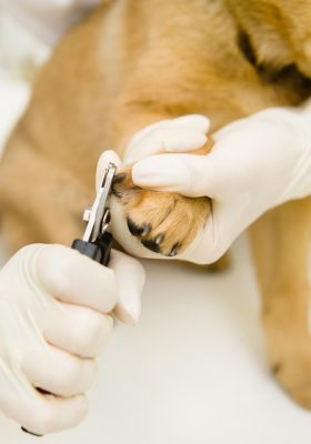 Tips and Tricks on How to Trim Dog Nails