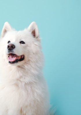 Top 20 Big Fluffy Dog Breeds