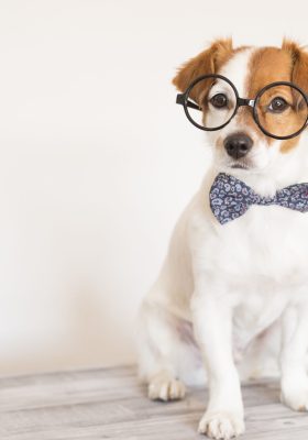 Top 20 Smartest Dog Breeds