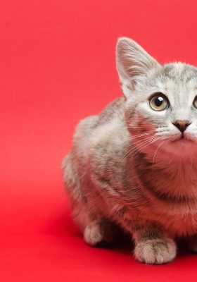 What Is a Tabby Cat Breed, Personality & Different Types