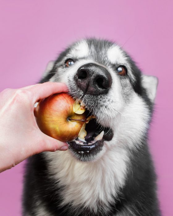 What Fruits Can Your Dog Eat?