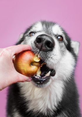 What Fruits Can Your Dog Eat?