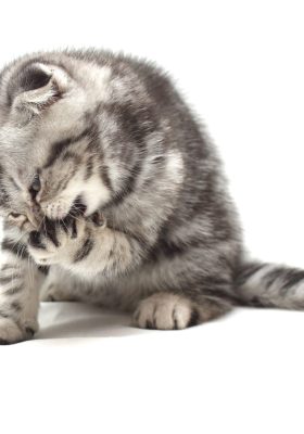 What to Do About Cat Lice