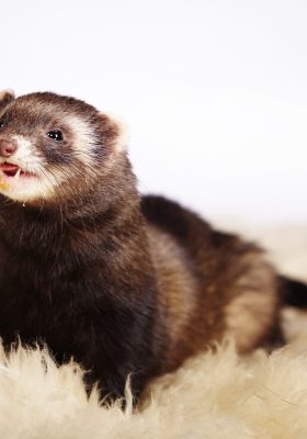 What to Do When You Have Ferrets as Pets