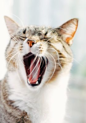 What to Do When Your Cat Has Hiccups