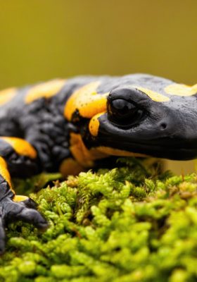 What You Need to Know to Care for a Pet Salamander