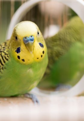 Why Should You Have a Pet Bird