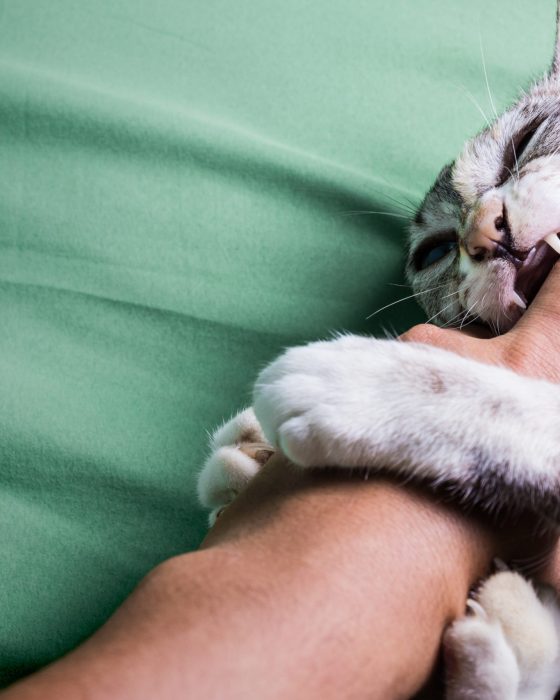 Why Your Cat Biting and How to Stop Them