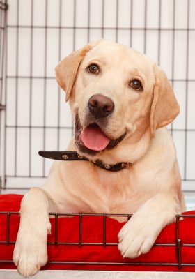 Your Complete Guide to Dog Crates