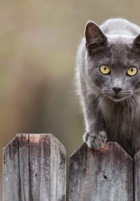 Your Guide to Cat Repellent: How to Keep Stray Cats Away