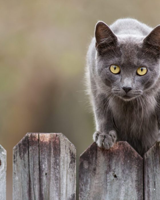Your Guide to Cat Repellent: How to Keep Stray Cats Away
