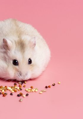 Your Guide to Hamster Care