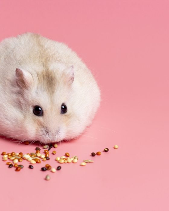 Your Guide to Hamster Care